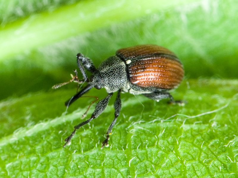 Anthonomus (Anthomorphus) phyllocola (Herbst, 1795)